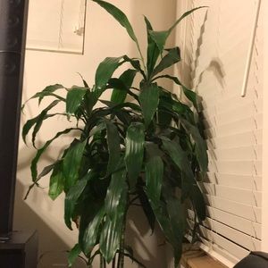 Meet your Posher, Chau